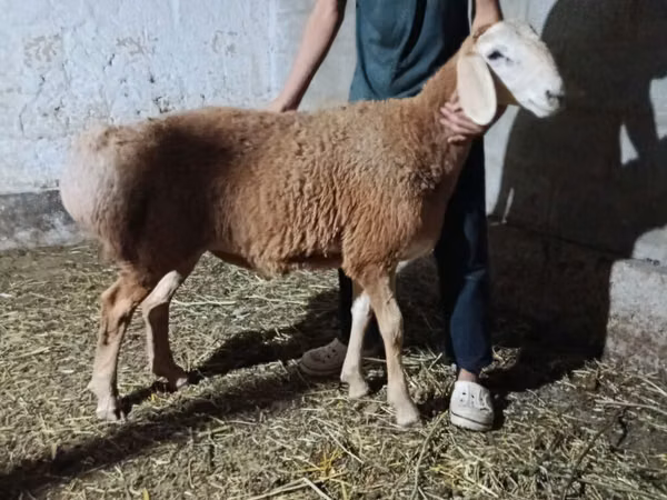 Ram, Sheep — Kyrgyzstan