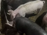 Schweine (Partie, Geschlecht nicht angegeben), Schweine — Foto 3