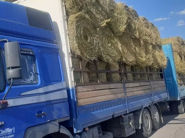 Сено люцерна жоношка урлон жоношка сатамын