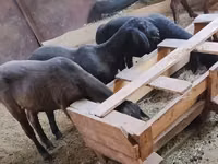Sheep, Dorper sheep — photo 2