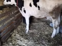 Cow, Holstein breed — photo 2