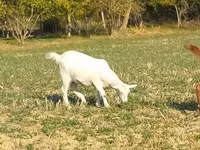แพะตัวเมีย, Alpine goat — รูปภาพ 3