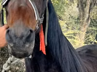 Бие, French Trotter — 1-сурет