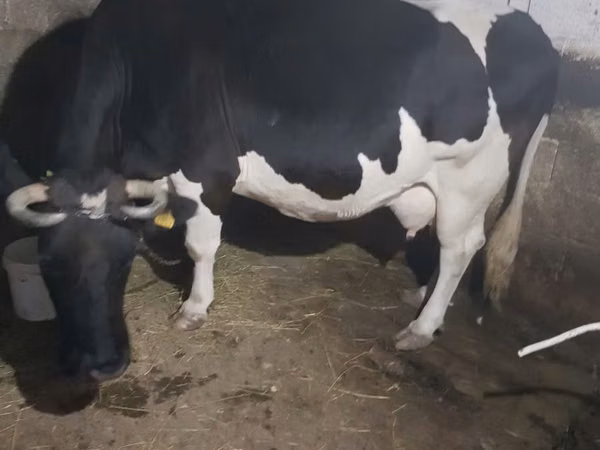 Cow, Holstein breed — Moldova