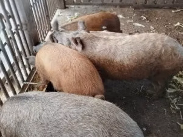 Boar,  — Hungary