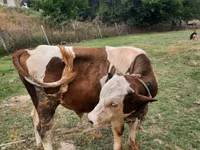 Bulle, Simmental cattle — Foto 3