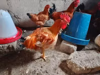Chickens — foto 2