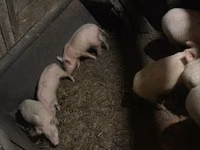 Pigs (batch, sex not specified) — photo 1