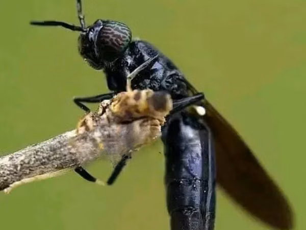 Black Soldier Fly Larvae, Eggs, Pupae,Bsf Net,Seive