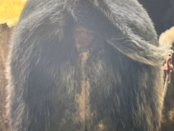 Bull, Belgian Blue — Kyrgyzstan
