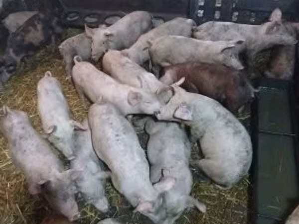 猪（批次，未指定性别）, Pigs — 匈牙利