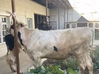 Bulle, Russian Black pied cattle — Foto 4