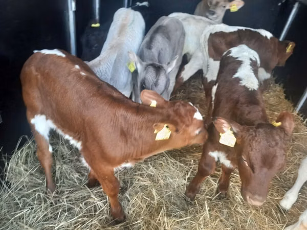 Bull, Simmental cattle — Poland