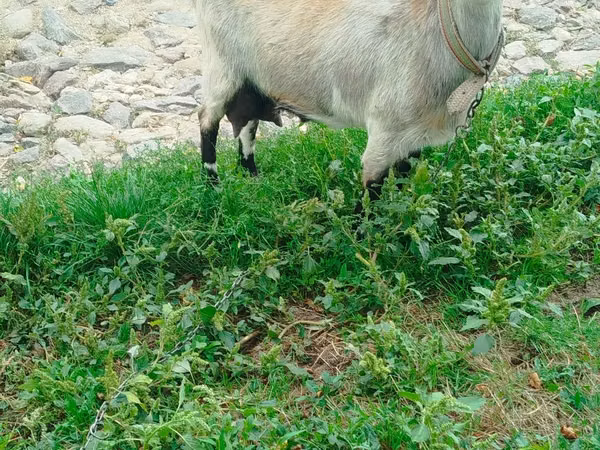Goat, Goats — Moldova
