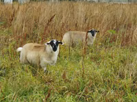 Sheep, Sheep — photo 3