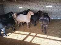 Ram, Sheep — photo 3