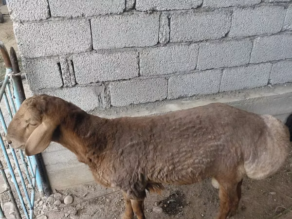 Ram, Sheep — Kazakhstan