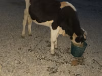 公牛, Swiss cattle — 照片 4