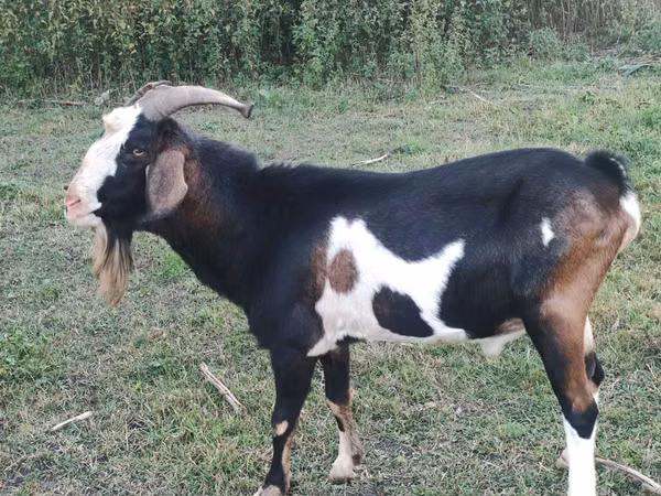 Billy Goat, Nubian Goat — Moldova