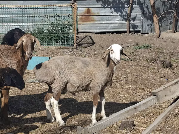 Kambing jantan, Sheep — Kazakhstan