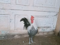برایکل — عکس 2