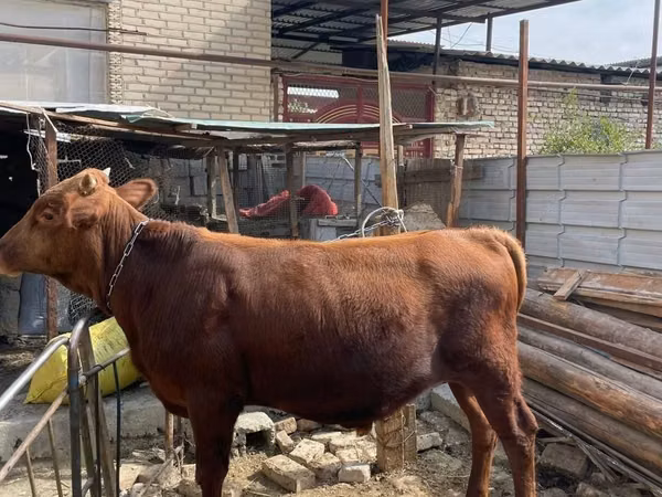 Toro, Bovini — Uzbekistan