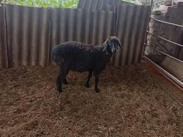 Ram, Sheep