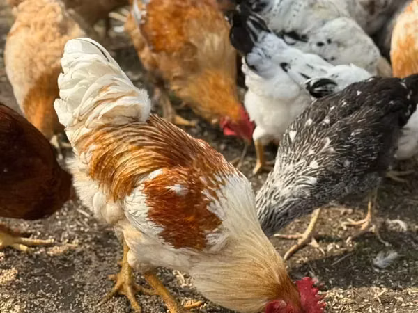 Chickens — Armenia
