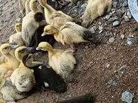 डोमेस्टिक मस्कोवी — फ़ोटो 7