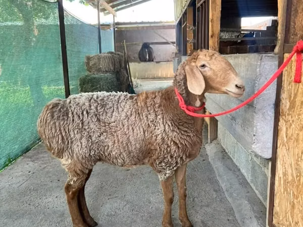 میش, Arashan sheep — قرقیزستان