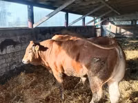 Bull, Limousin cow — photo 2
