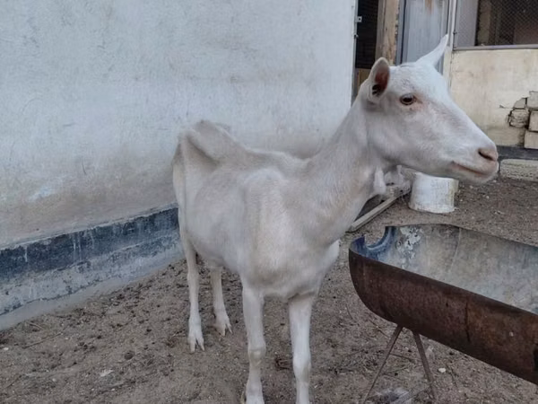 Goat, Saanen goat — Kazakhstan