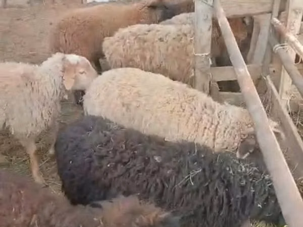 Kambing jantan, Sheep — Kazakhstan