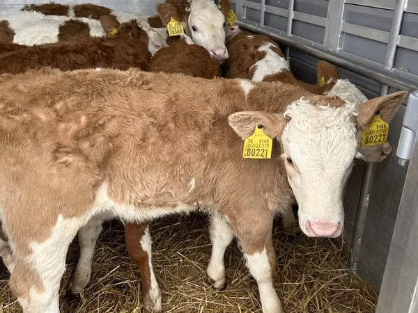 Bulle, Simmental cattle