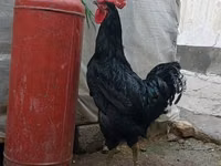 Chickens — sawirka 2