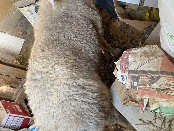 Ram, Sheep — Kazakhstan