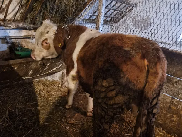 公牛, Simmental cattle
