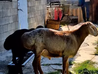 Ram, Hissar sheep — photo 4