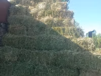 Կորնգանի տուկ այս տարվա — φωτογραφία 2