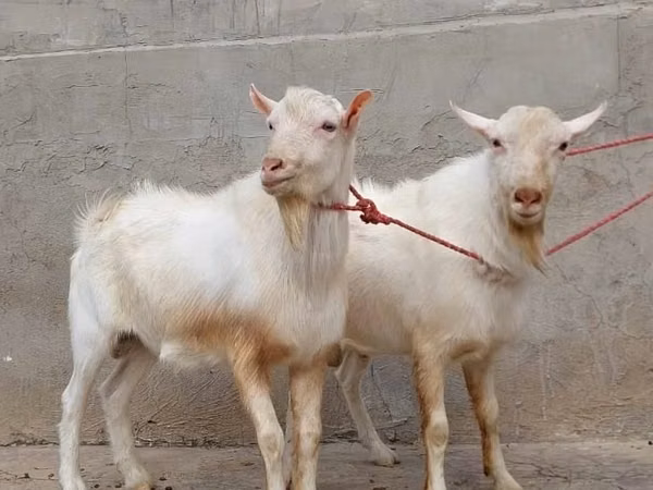 Goat, Saanen goat — Kazakhstan