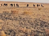 Mare, Horses — photo 3