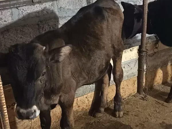 Banteng, Aberdeen-Angus — Armenia