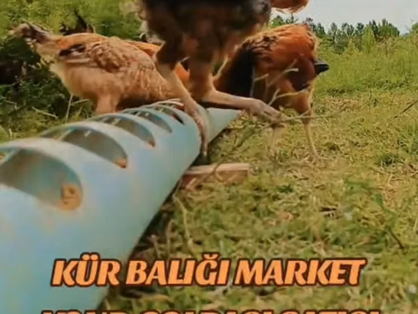 Chickens — Азербайджан