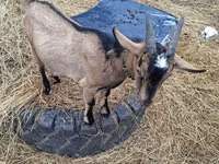 Ged, Alpine goat — foto 4