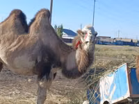شتر ماده, Kazakh Bactrian camel — عکس 1