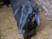 Kambing jantan, Sheep — foto 2