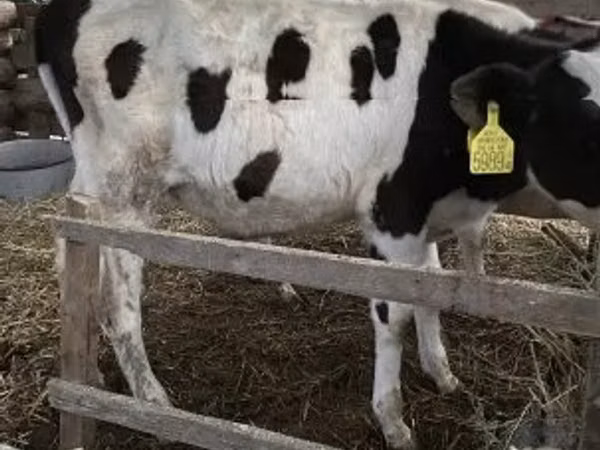 Bull, Holstein breed — Hungary
