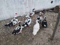 Ducks — снимка 4