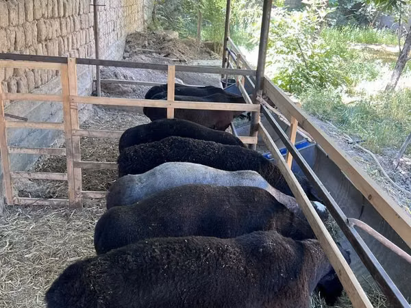 Sheep (batch, sex not specified), Sheep — Uzbekistan