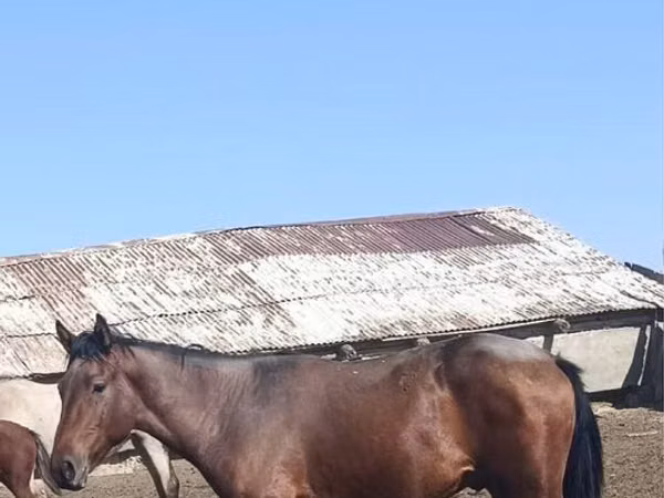 Horse (M), Horses — Kazakhstan